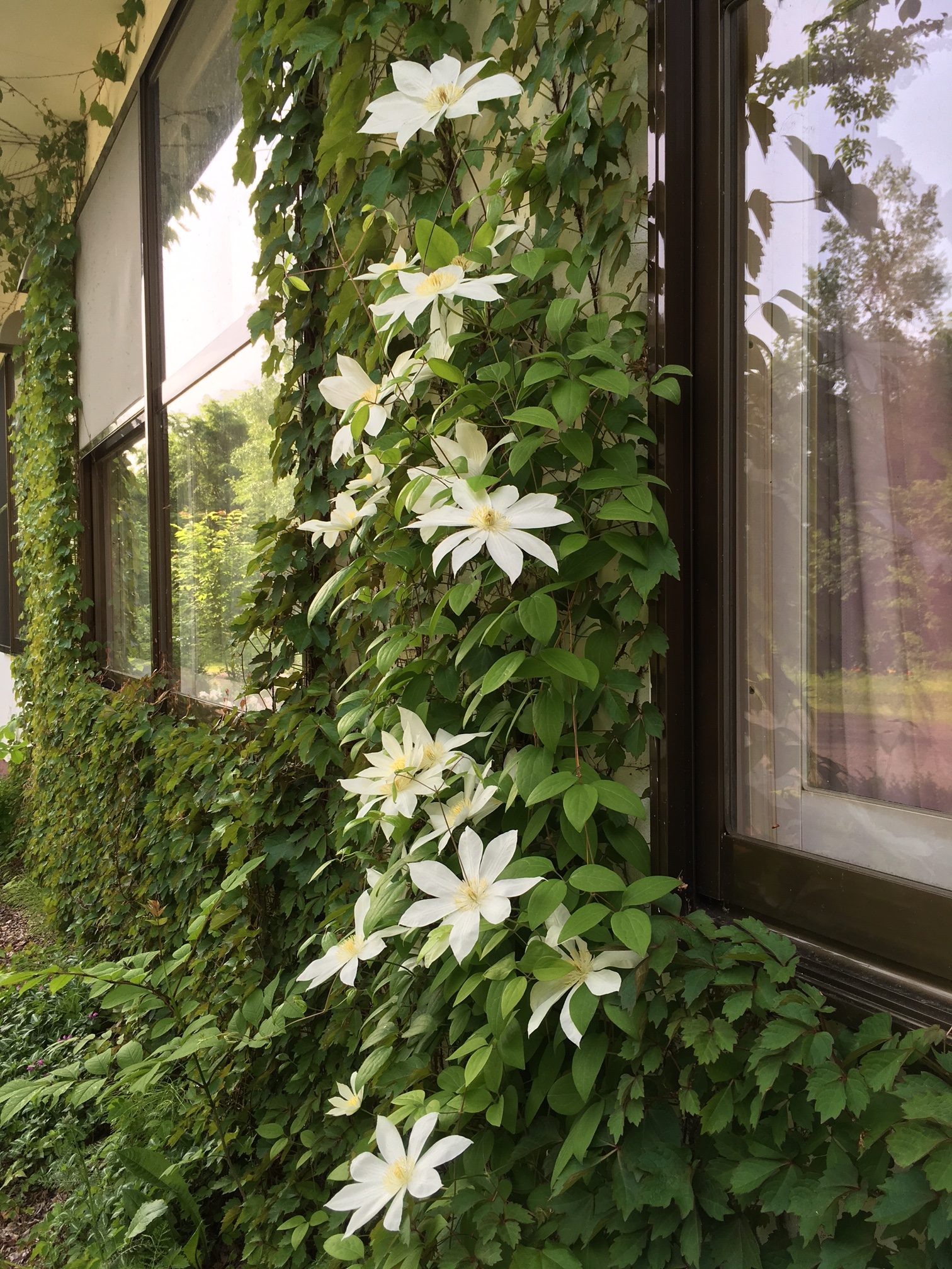 ツタに咲く白い花 摩周ガーデン