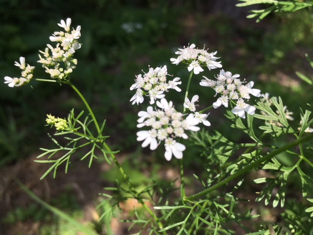 ハーブガーデンの白い花たち 摩周ガーデン